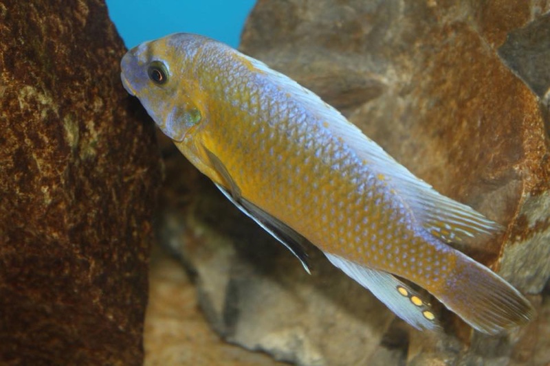 Labeotropheus trewavasae 'Chirwa Island'